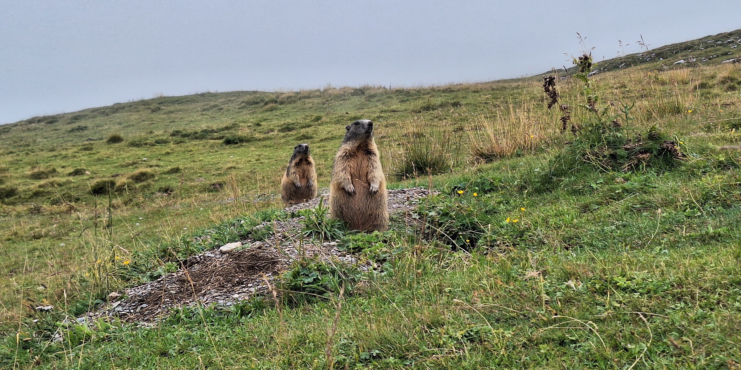 Foto zum Beitrag «flims 1»