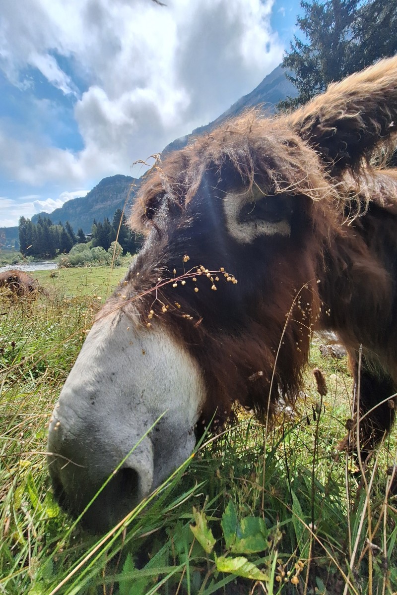 Foto zum Beitrag «flims 2»