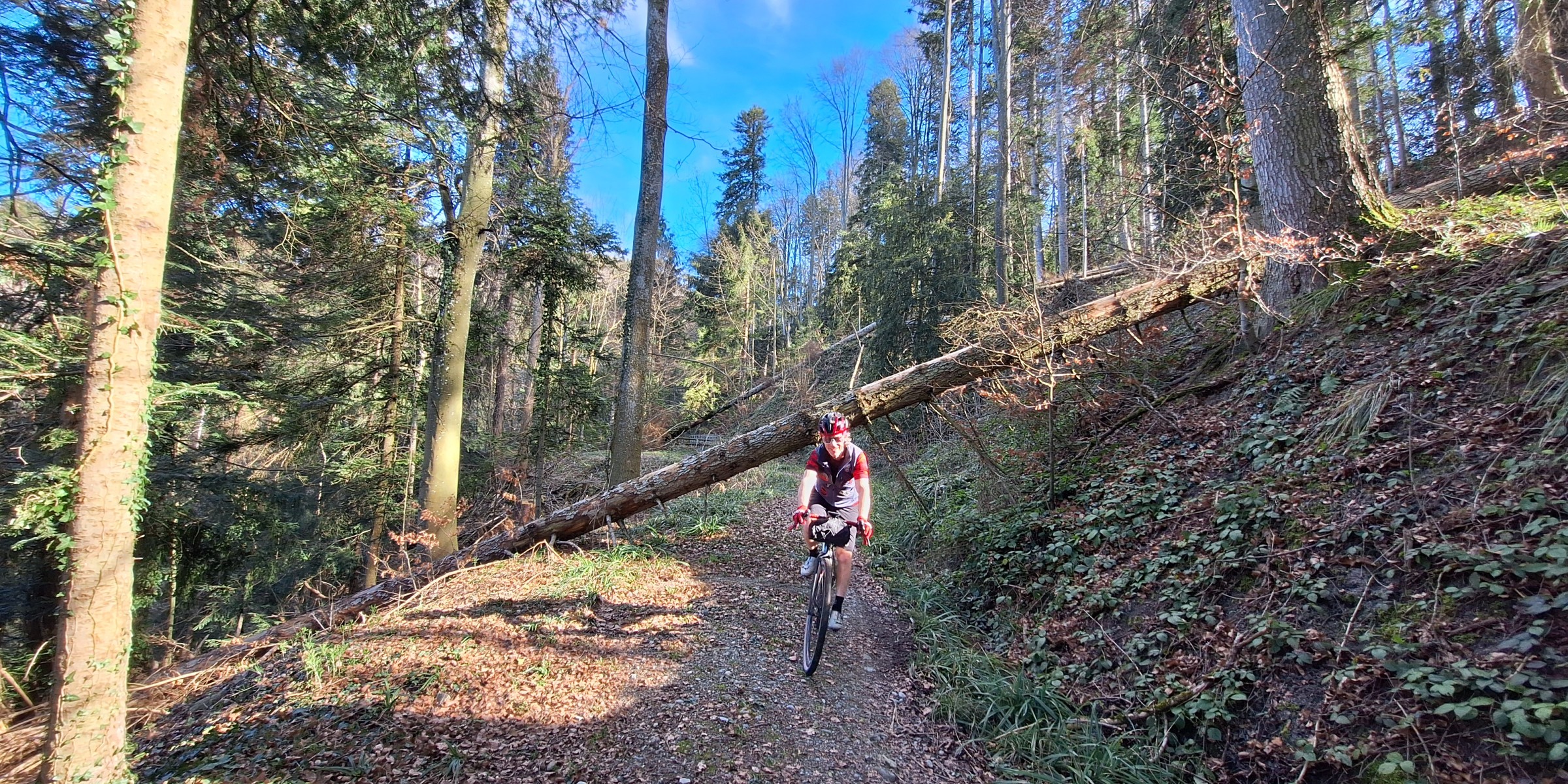 Foto zum Beitrag «in den frühling»